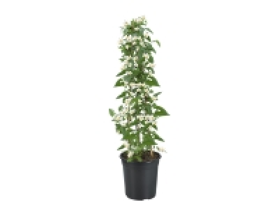 Jasmine Nightshade