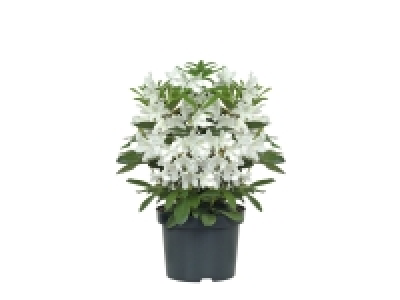 Rhododendron