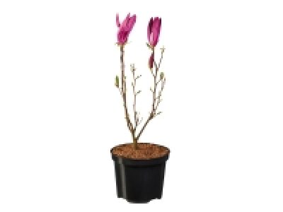 Magnolia