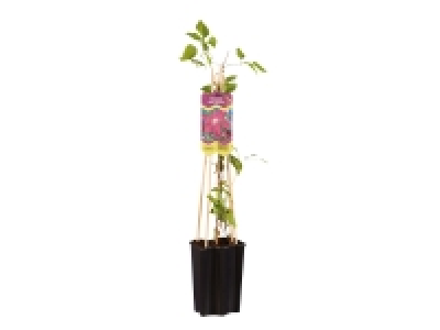 Assorted Clematis