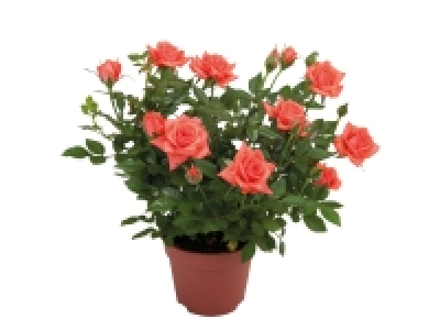 Mini Rose £2.79