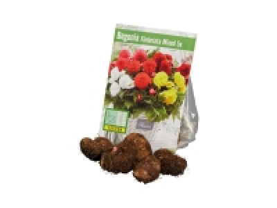 Lidl  Begonia Bulbs