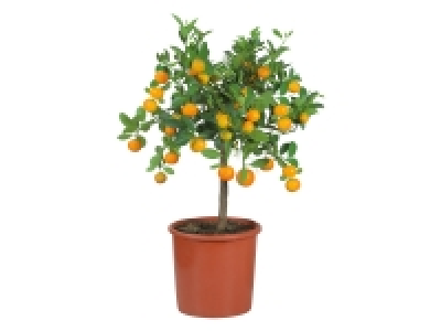 Large Citrus Plants