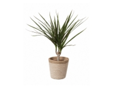 Plants in Jute Pot