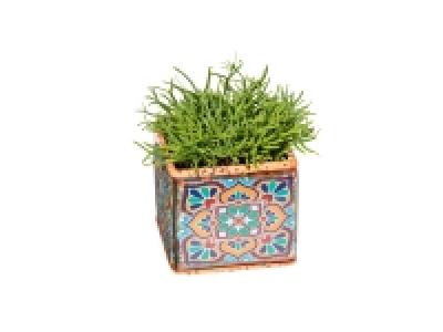 Plants in Ceramic