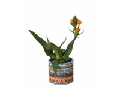 Ornithogalum in Ceramic