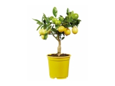 Small Citrus Plants