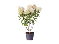 Lidl  Hydrangea Paniculata