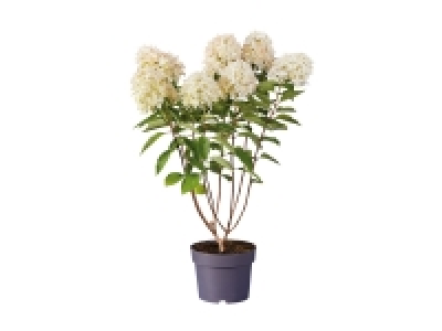 Lidl  Hydrangea Paniculata