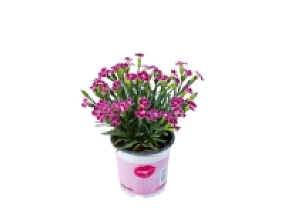 Dianthus Pink Kisses £2.99