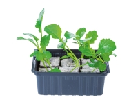 Lidl  British Young Vegetable Plants