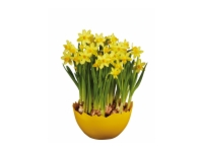 Daffodils in Egg Planter