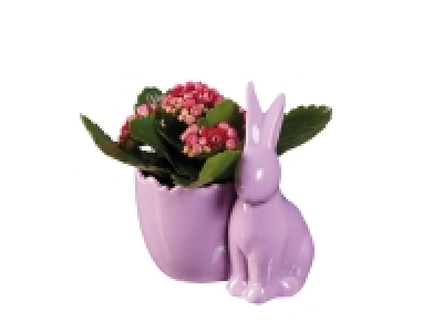 Kalanchoe in Easter Ceramic