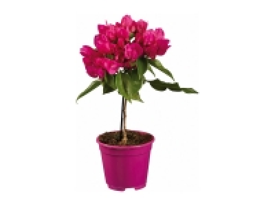 Bougainvillea £5.99