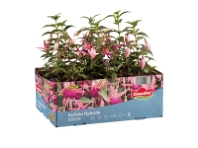 Fuchsia £4.99