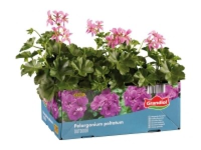 Trailing Geranium £4.99