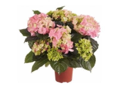 Hydrangea £4.99