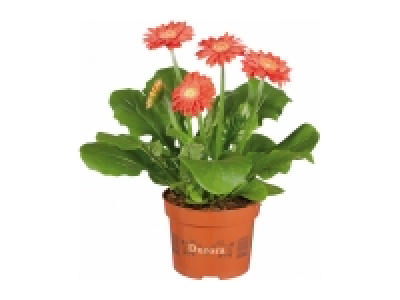 Lidl  Potted Gerbera