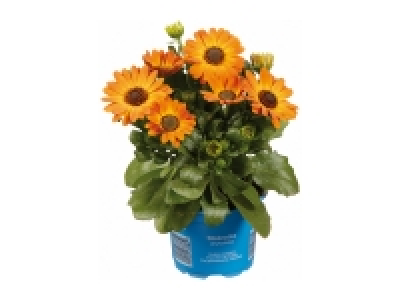 Osteospermum