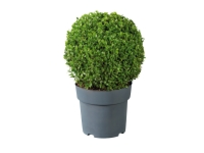 Lidl  Buxus Ball