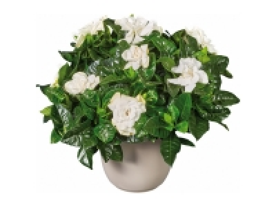 Lidl  Jasmine and Stephanotis < Gardenia