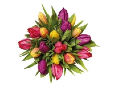 Rainbow Tulips