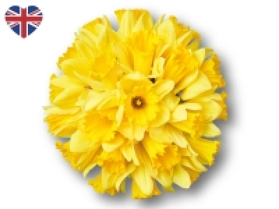 Daffodils