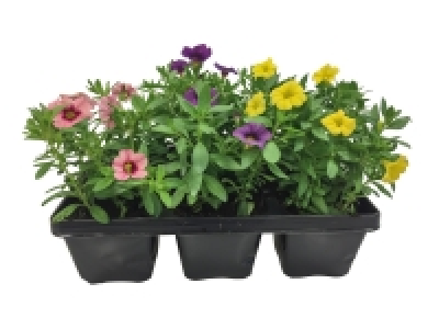 Bedding Plants