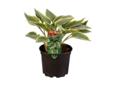 Hosta £4.99
