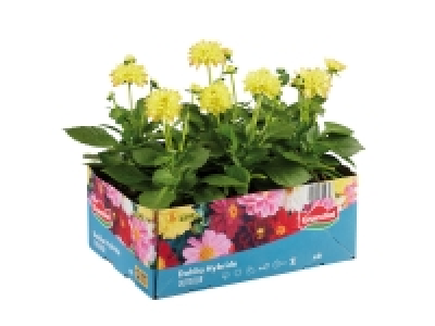 Lidl  Bedding Plants