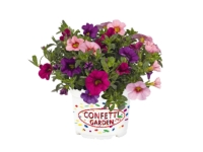 Confetti Garden Plants