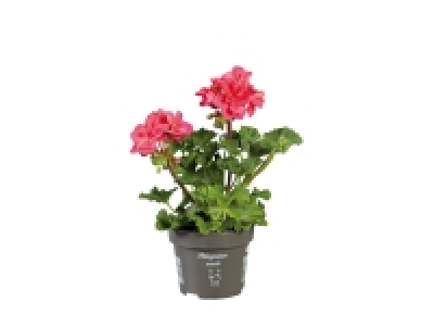Standing Geranium