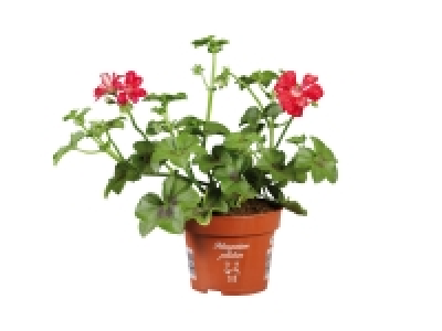 Trailing Geranium