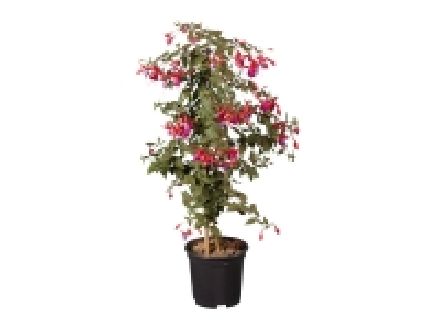 Lidl  Standard Fuchsia