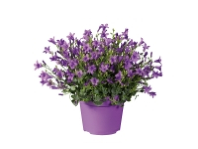 Campanula £4.99