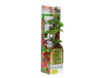 Lidl  Thunbergia