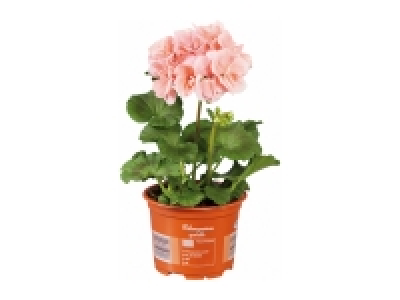 Lidl  Upright Geranium