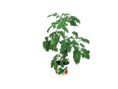 Vegetable Plants