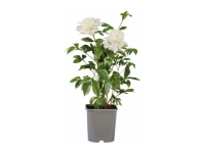 Peonies