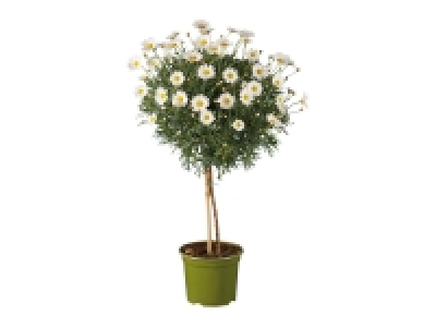 Marguerite
