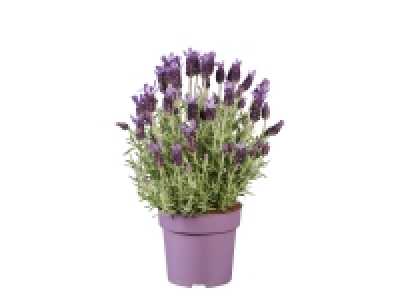 French Lavender £4.99