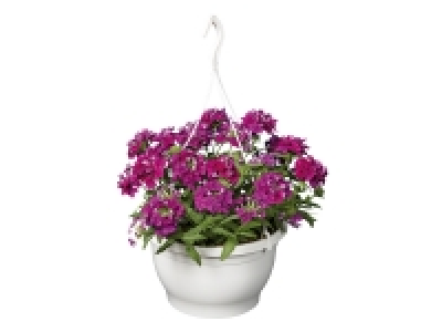 Lidl  Hanging Basket