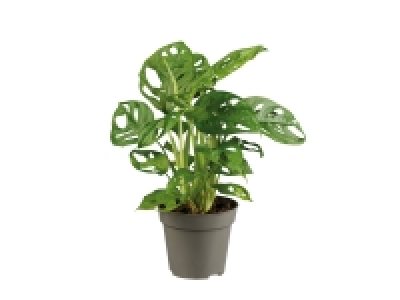 Lidl  Monstera Monkey Leaf