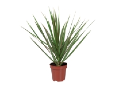 Assorted Green Houseplants