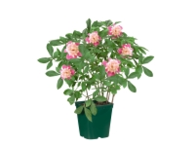 Lidl  Peonies