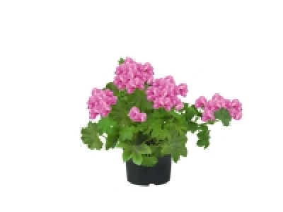 Lidl  Trailing Geranium