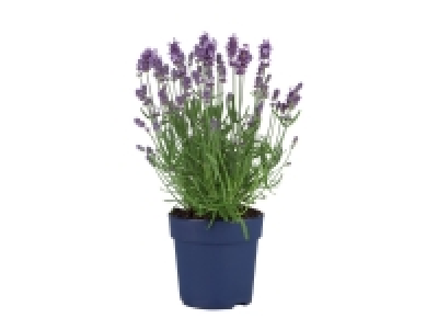 English Lavender