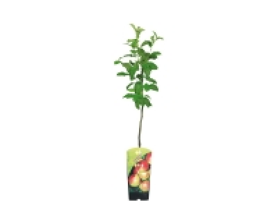 Lidl  Dwarf Fruit Trees