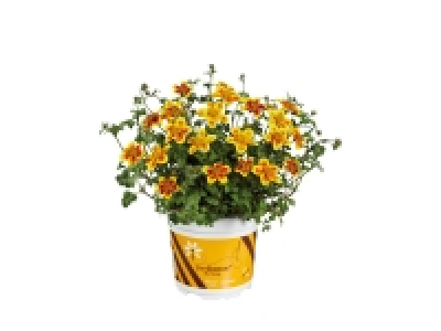 Bee Friendly Bidens