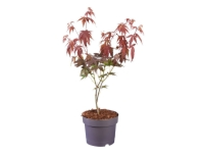 Acer